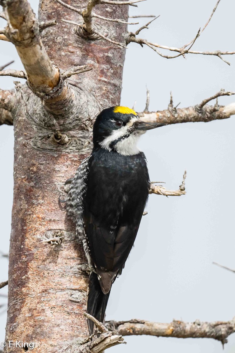 Black-backed Woodpecker - ML619342621