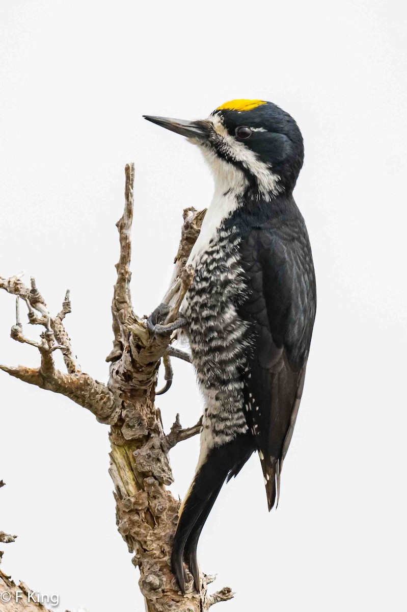 Black-backed Woodpecker - ML619342622