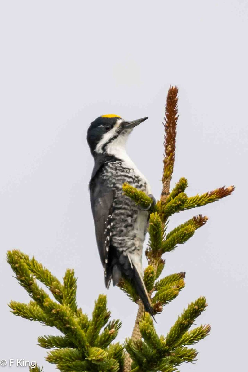 Black-backed Woodpecker - ML619342623