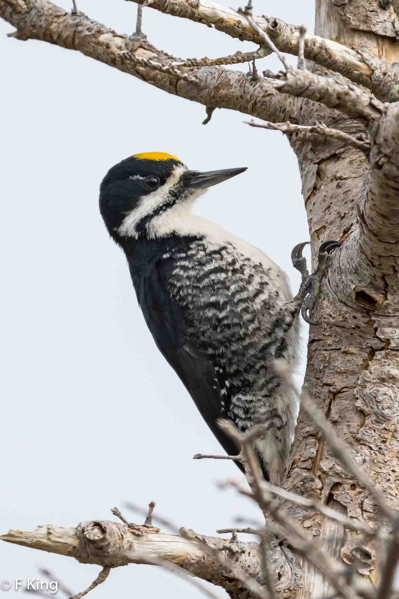 Black-backed Woodpecker - ML619342624