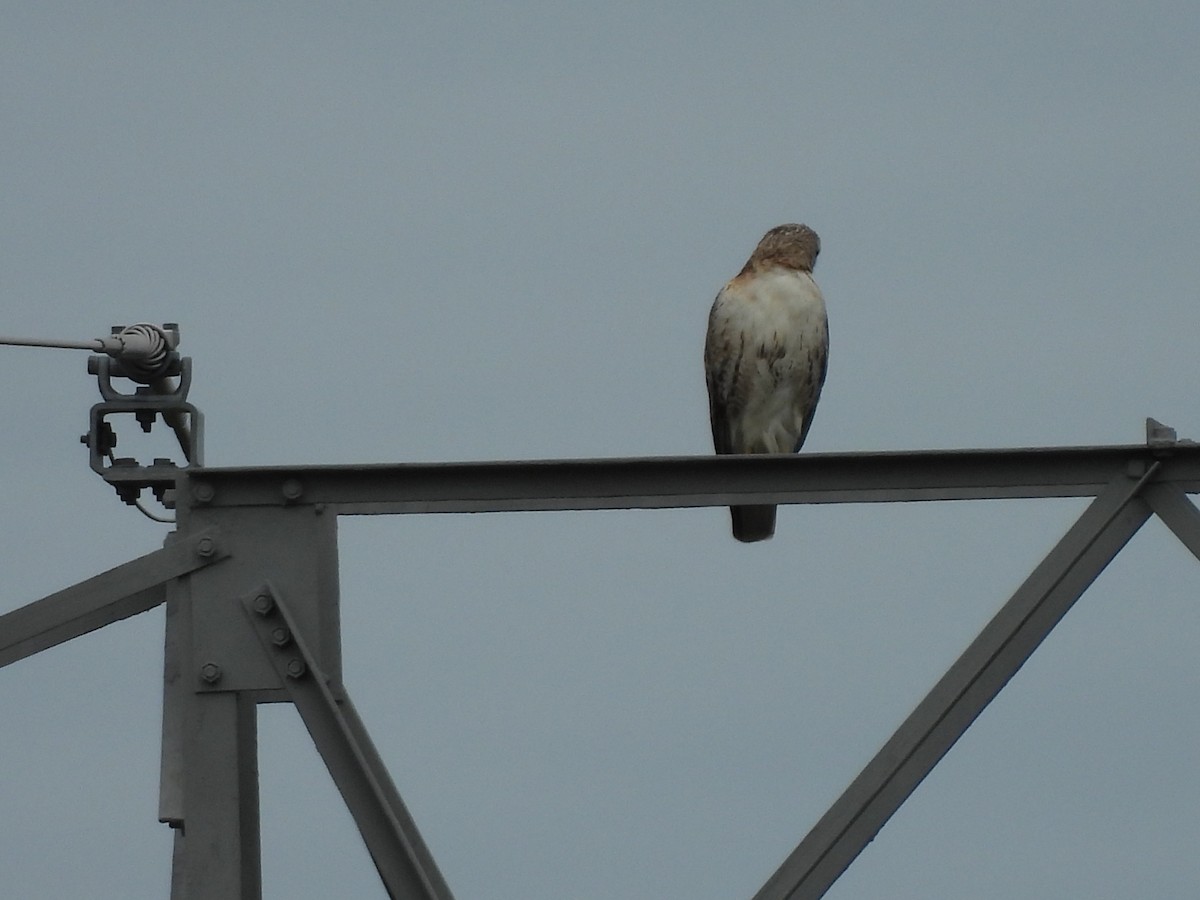 Red-tailed Hawk - ML619342672