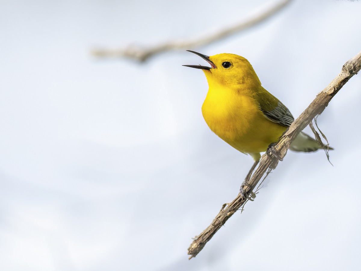 Prothonotary Warbler - ML619342691