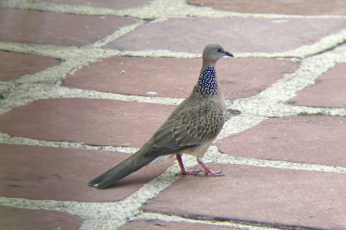 Spotted Dove - ML619342697