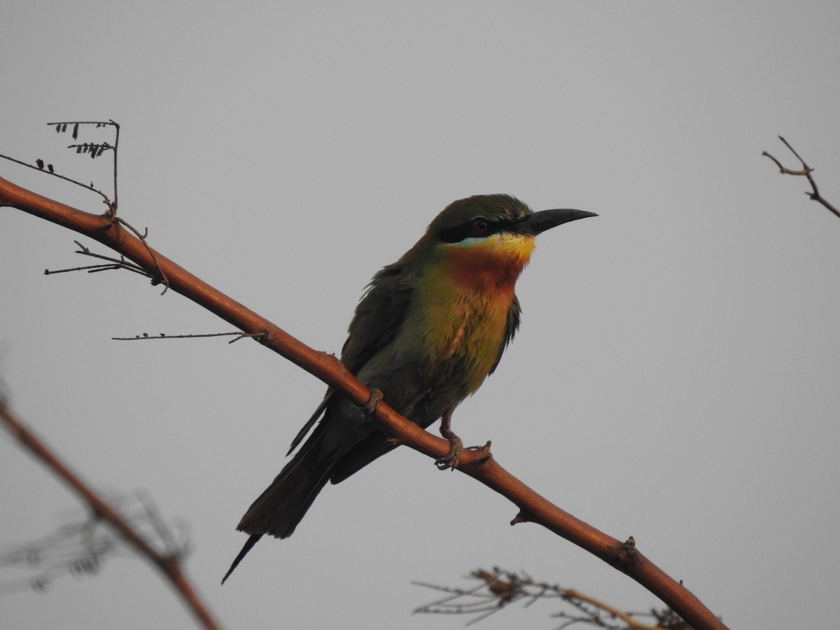 Blue-tailed Bee-eater - ML619342767