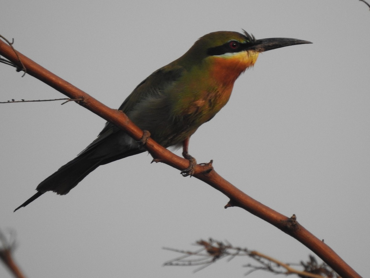 Blue-tailed Bee-eater - ML619342768
