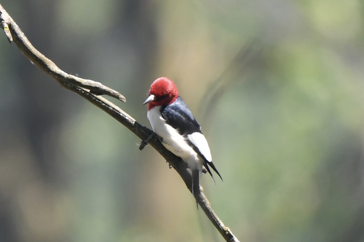 Red-headed Woodpecker - ML619342773