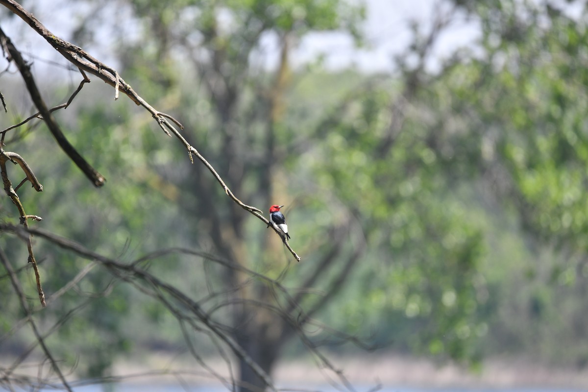 Red-headed Woodpecker - ML619342774