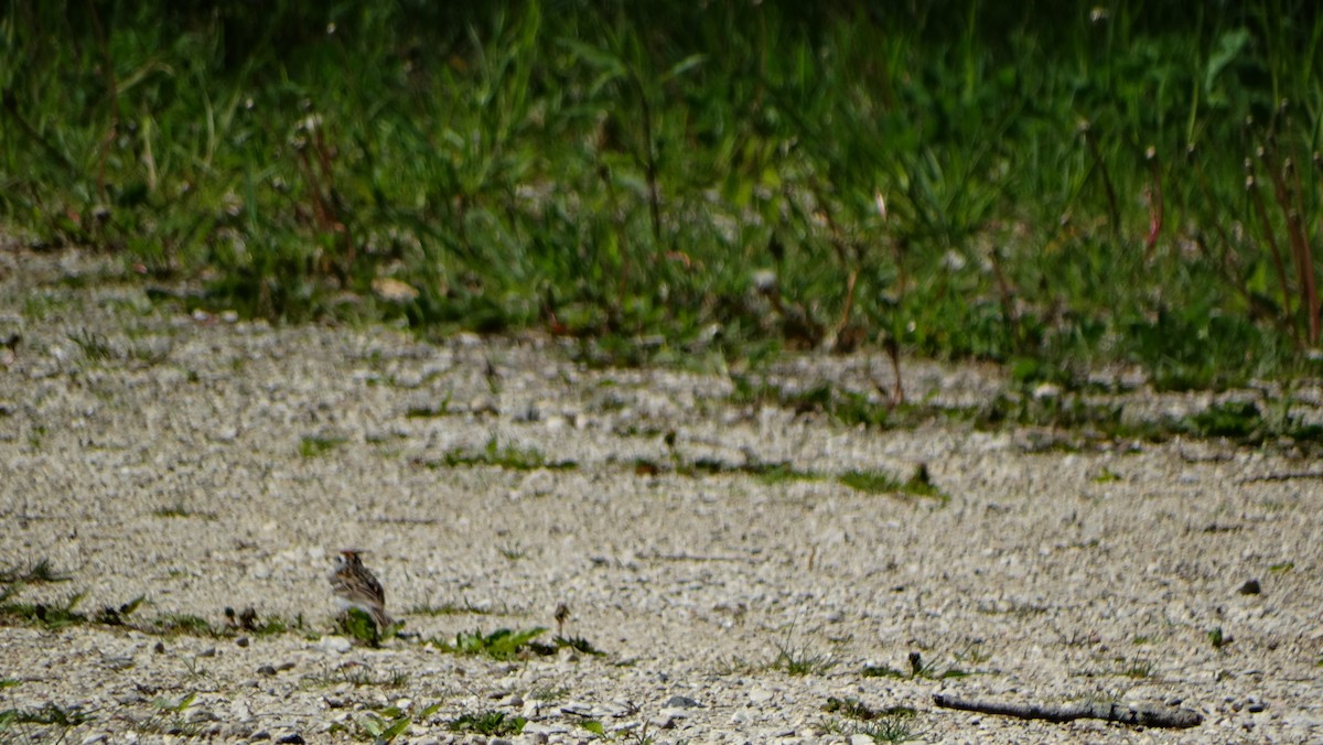 Chipping Sparrow - ML619342797