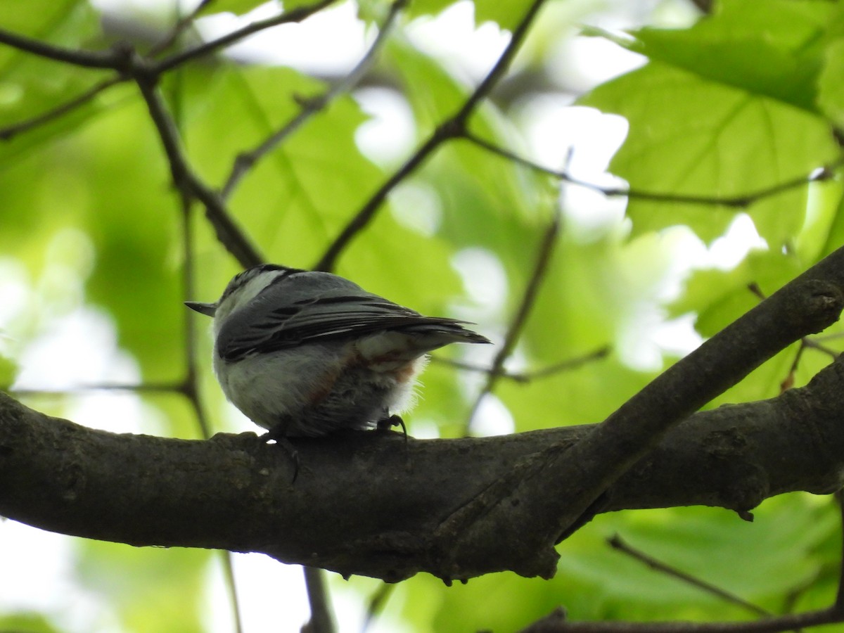 White-breasted Nuthatch - ML619342819
