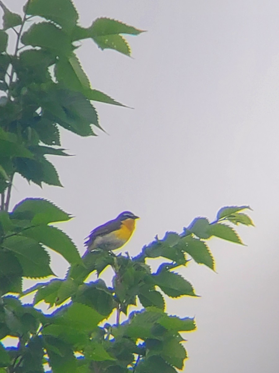 Yellow-breasted Chat - ML619342895