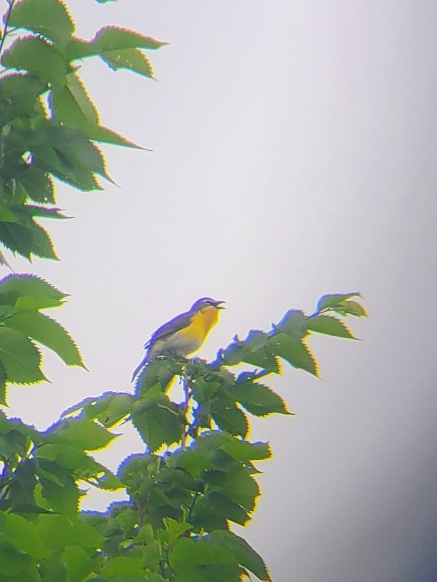 Yellow-breasted Chat - ML619342896