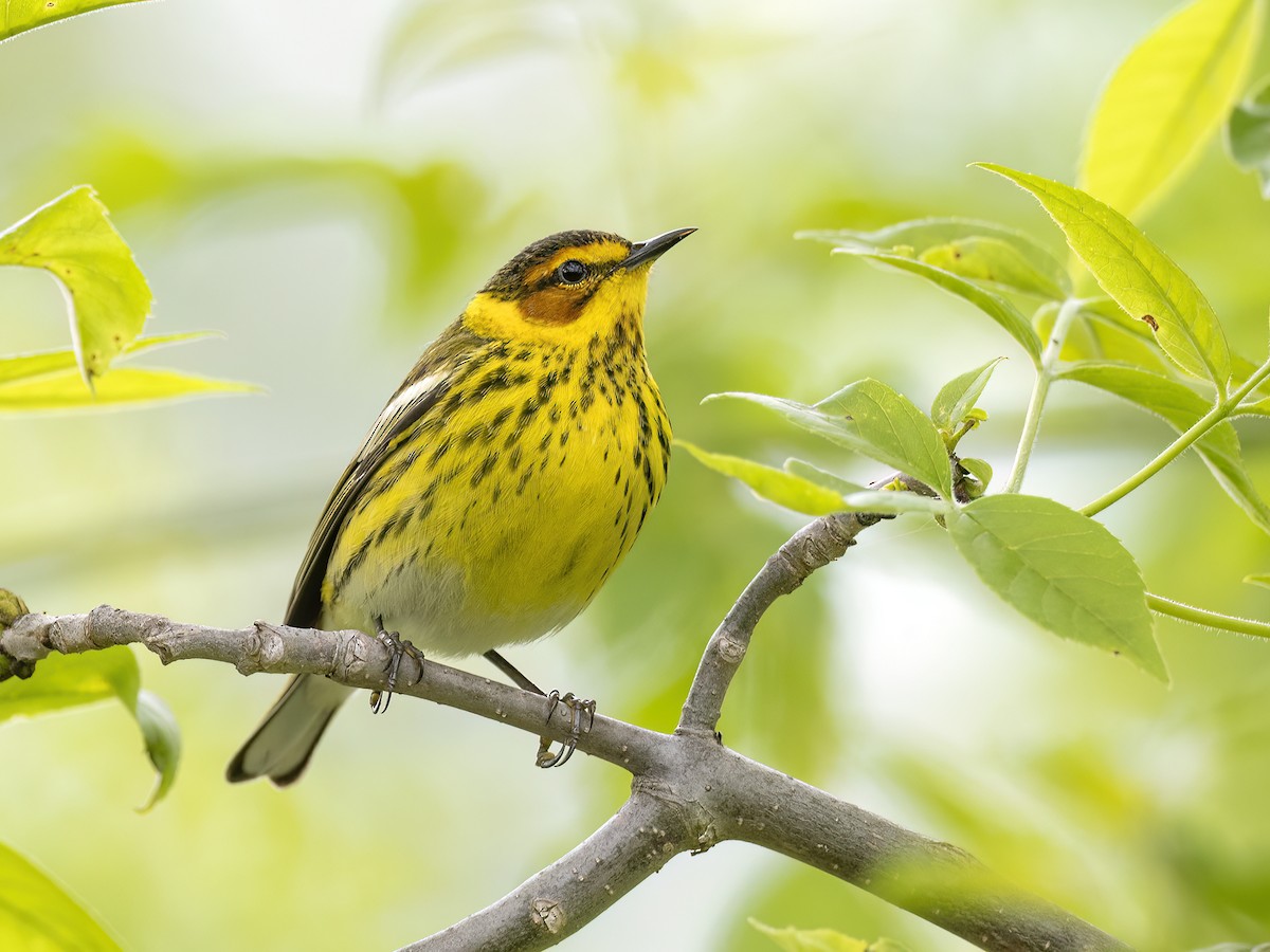 Cape May Warbler - ML619342955