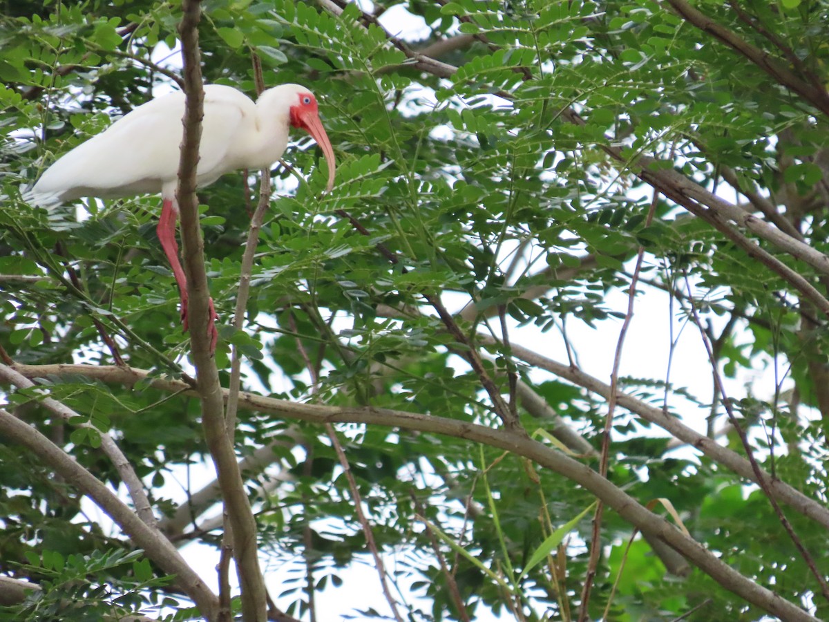 ibis bílý - ML619342956