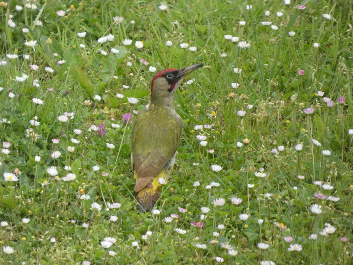Eurasian Green Woodpecker - ML619342962