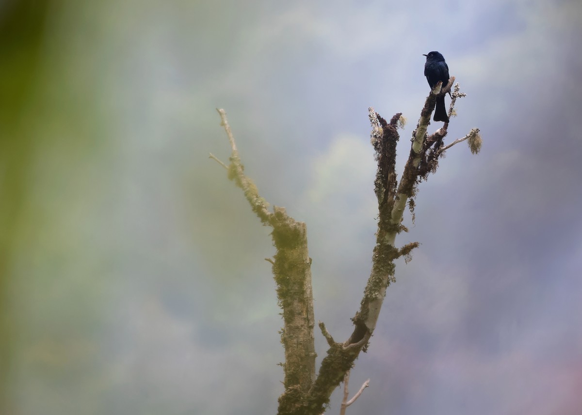 Square-tailed Drongo-Cuckoo - ML619342992