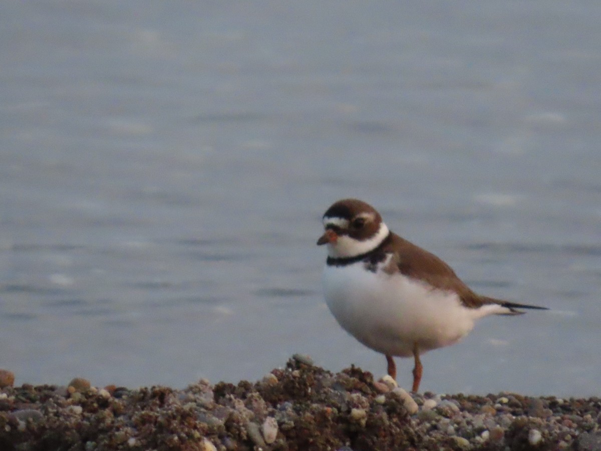 Semipalmated Plover - ML619343023