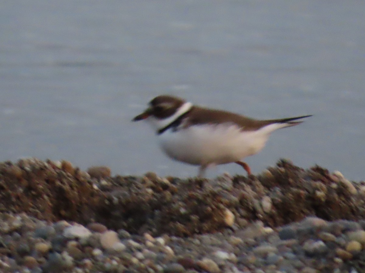 Semipalmated Plover - ML619343025