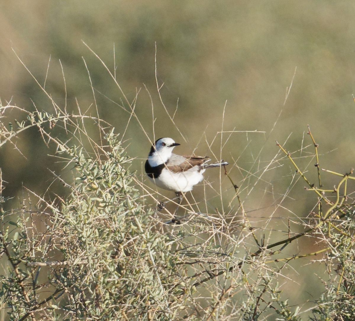 White-fronted Chat - ML619343033