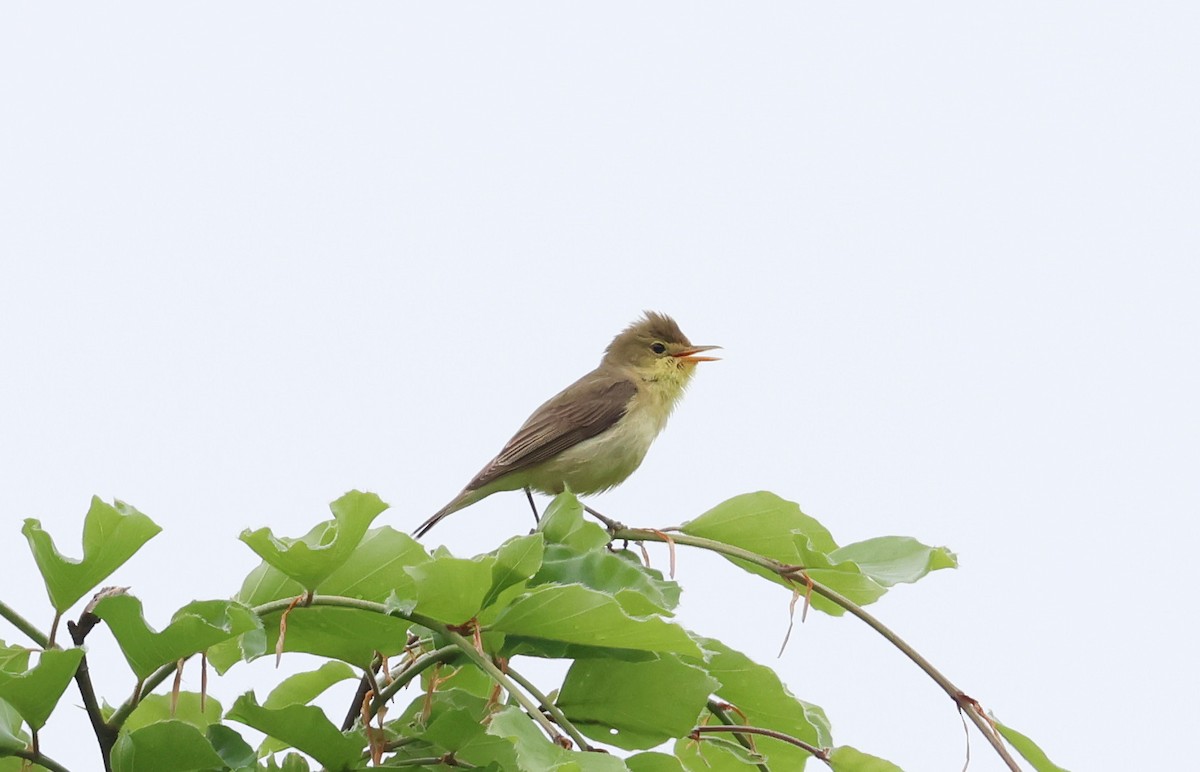 Melodious Warbler - ML619343042