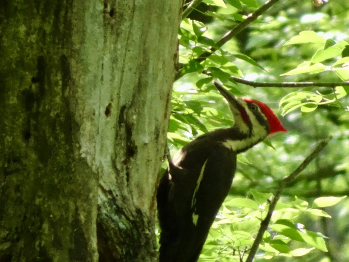 Pileated Woodpecker - ML619343106