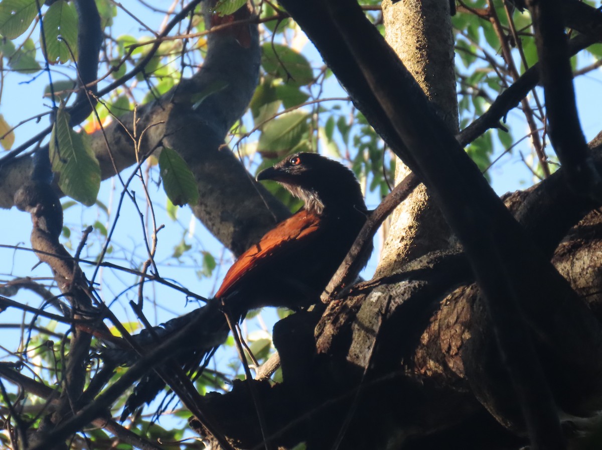 Greater Coucal - ML619343121