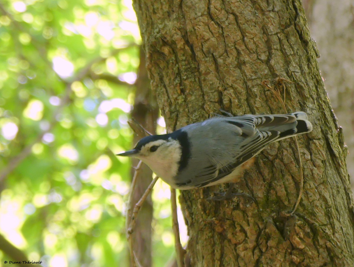 White-breasted Nuthatch - ML619343127