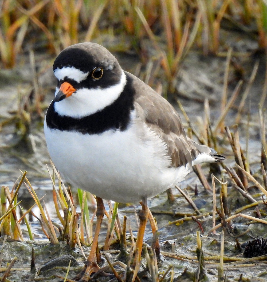 Semipalmated Plover - ML619343135
