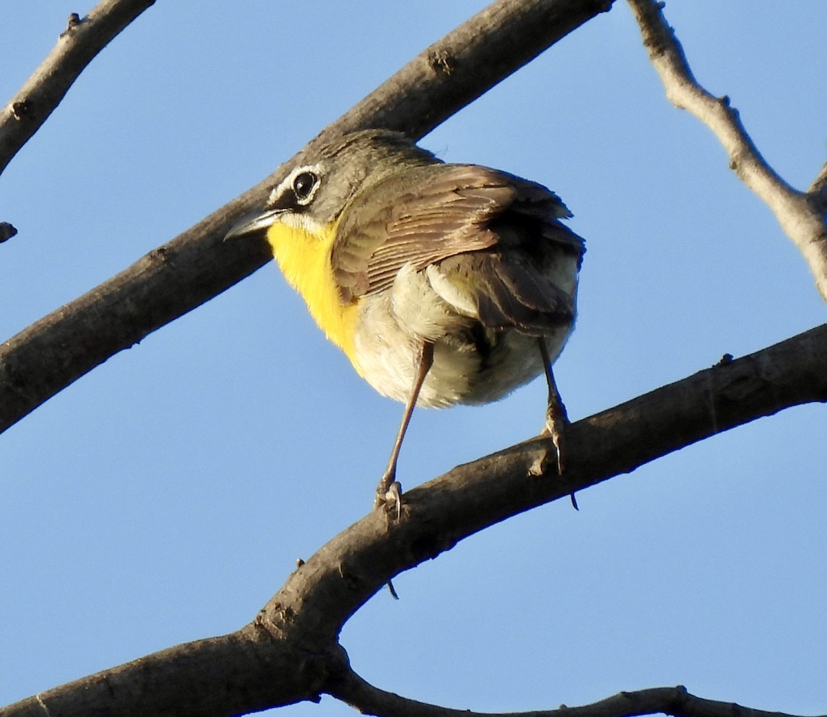 Yellow-breasted Chat - ML619343141