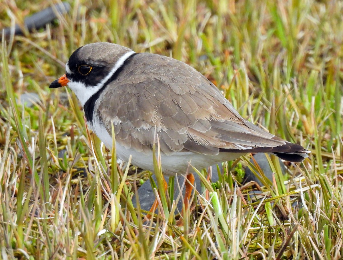 Semipalmated Plover - ML619343151
