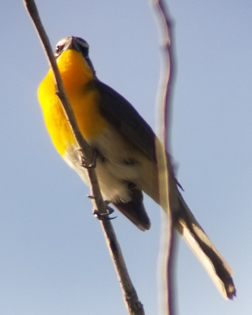 Yellow-breasted Chat - ML619343152