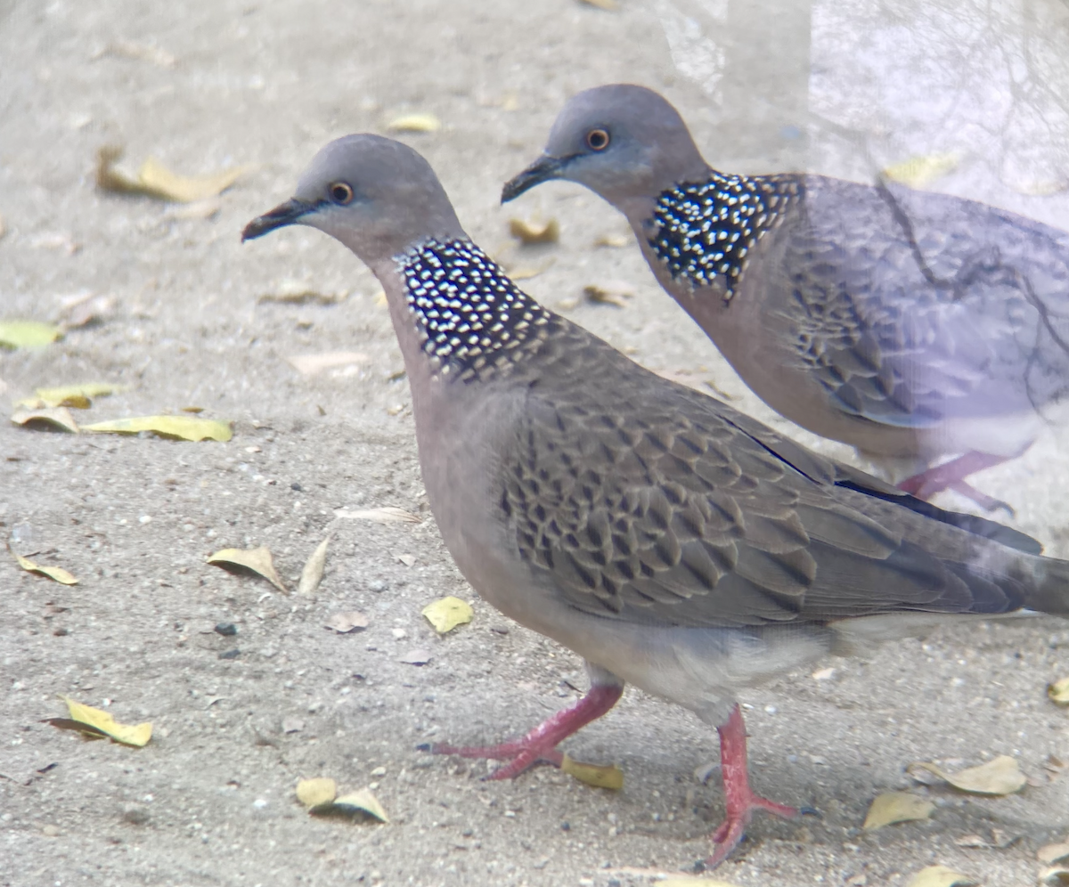 Spotted Dove - ML619343193