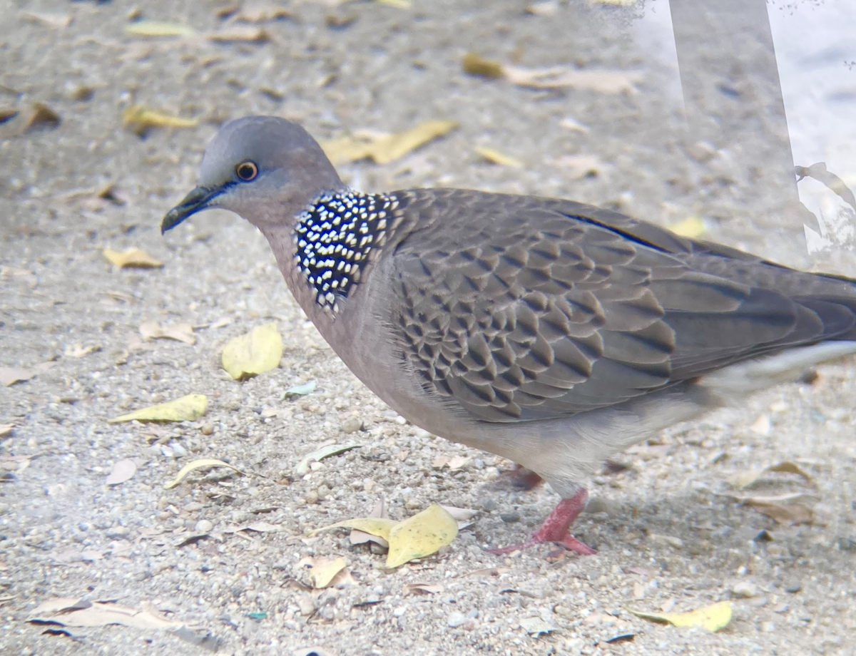 Spotted Dove - ML619343194