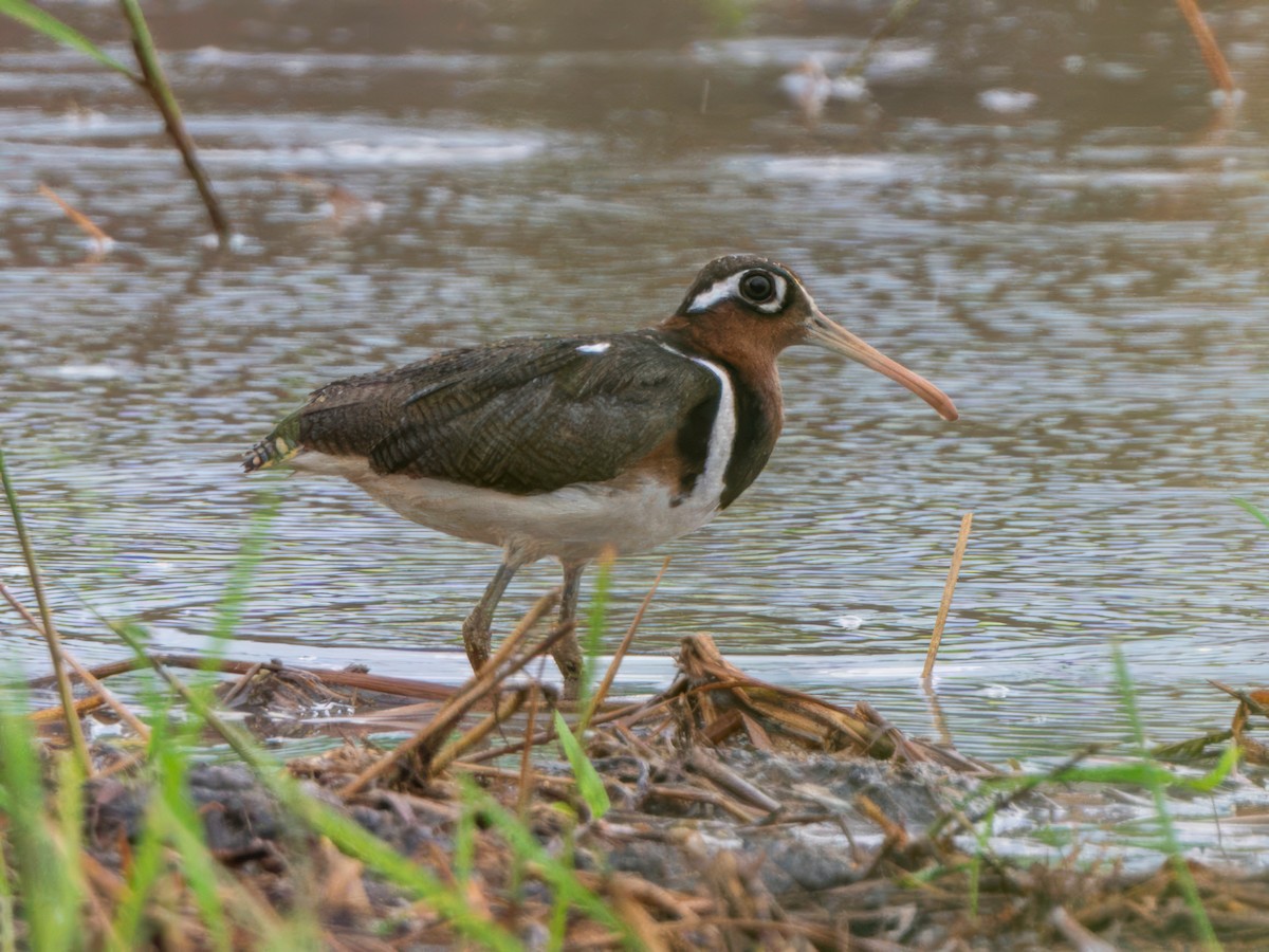 Greater Painted-Snipe - ML619343210