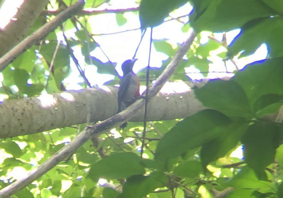 Puerto Rican Woodpecker - ML619343220