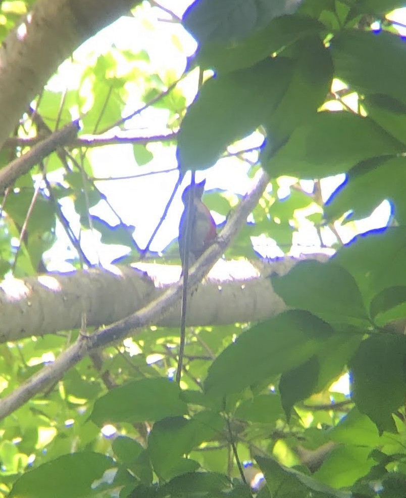Puerto Rican Woodpecker - ML619343221
