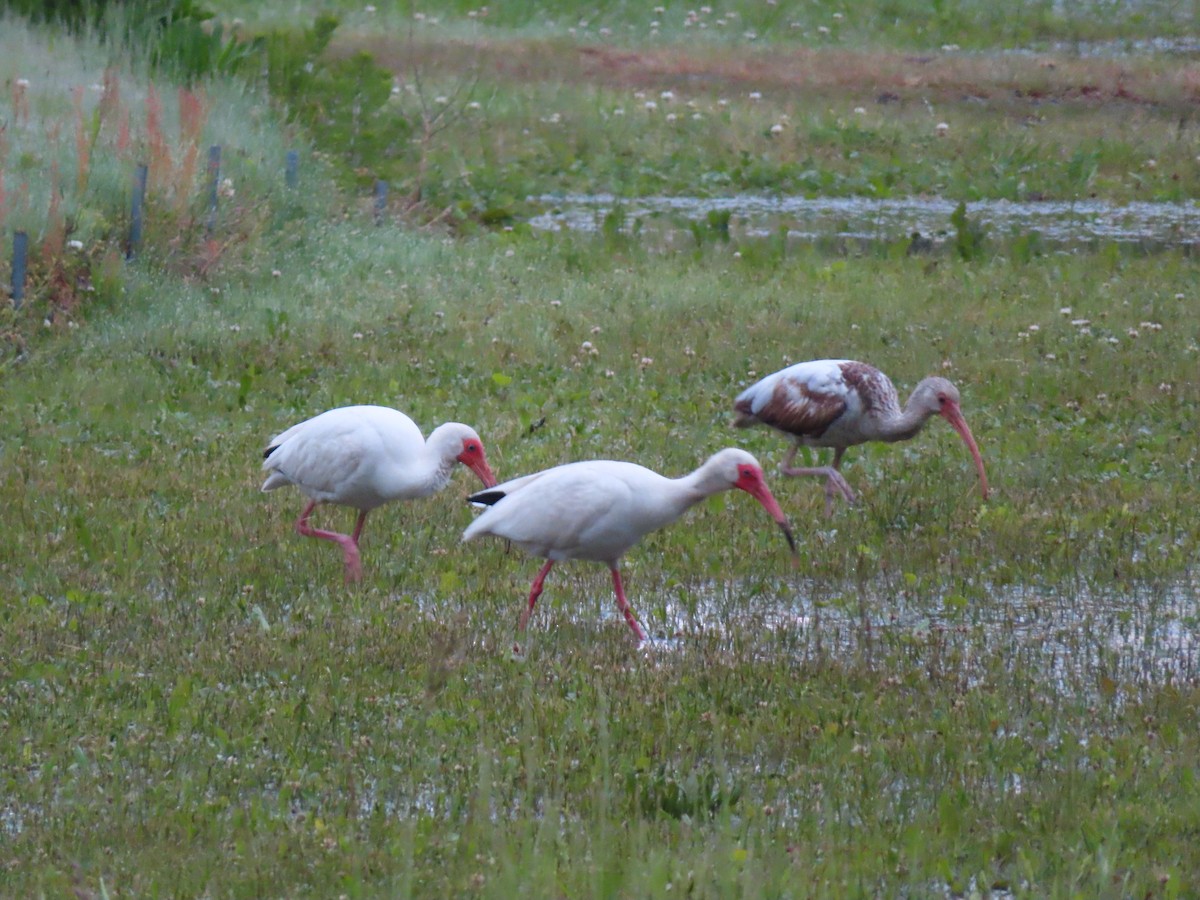 ibis bílý - ML619343236