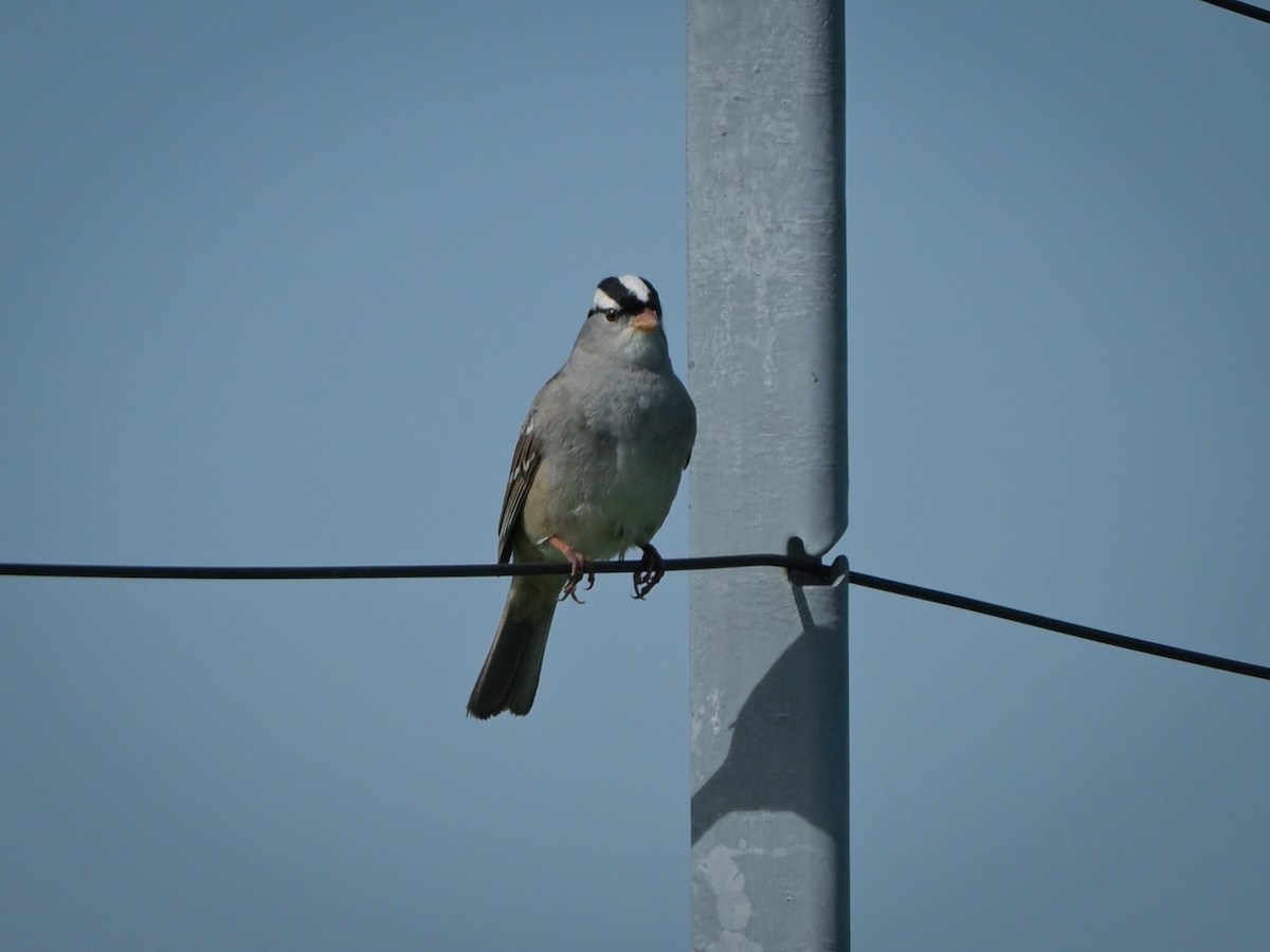 White-crowned Sparrow - ML619343334