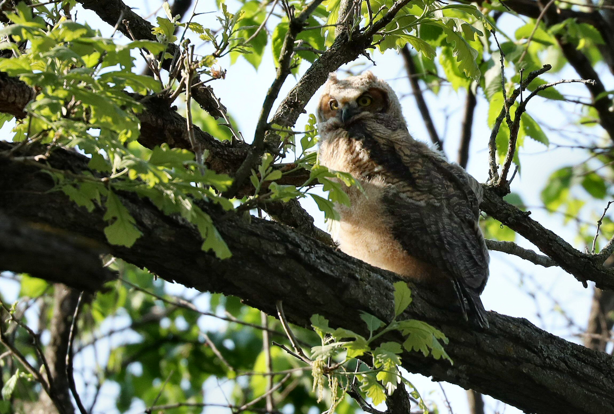 Great Horned Owl - ML619343335