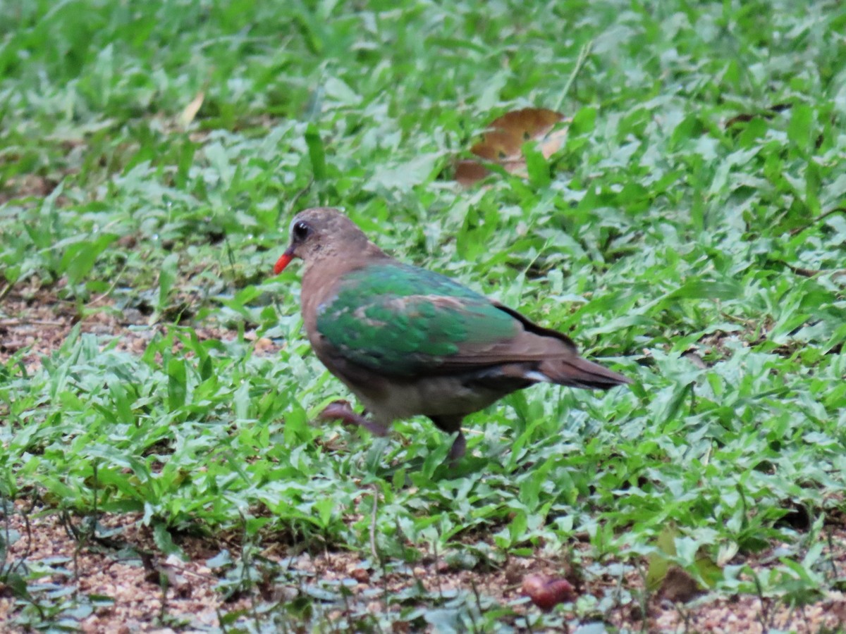 holub zelenokřídlý - ML619343355