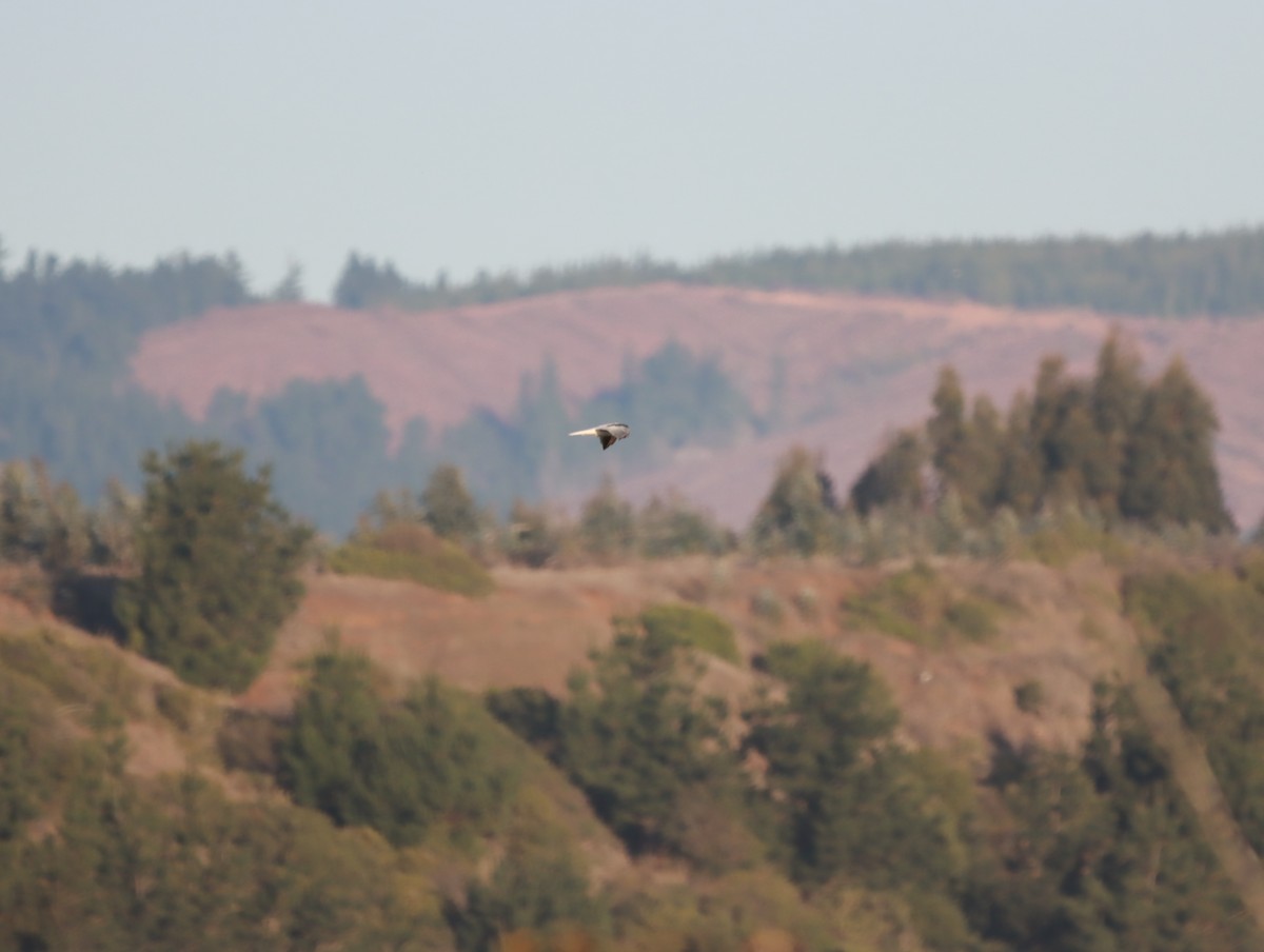 White-tailed Kite - ML619343384