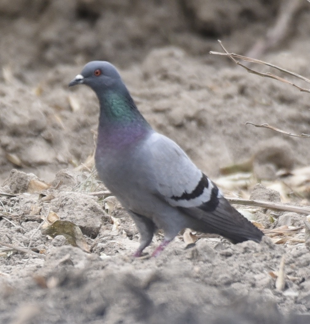 Rock Pigeon - ML619343411