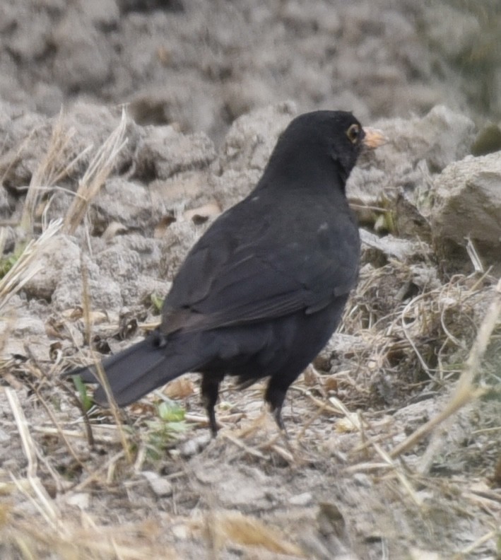 Eurasian Blackbird - ML619343451