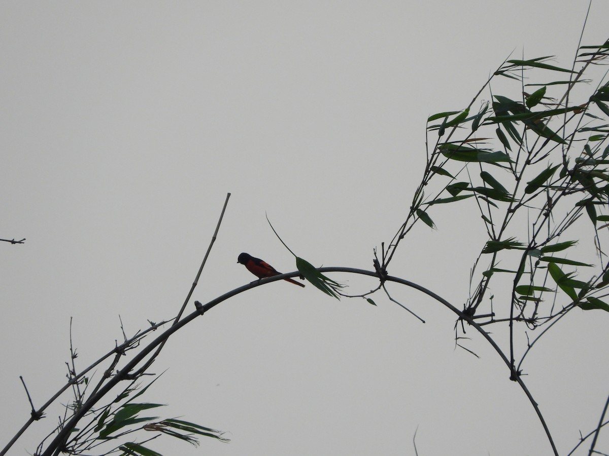 赤紅山椒鳥 - ML619343475