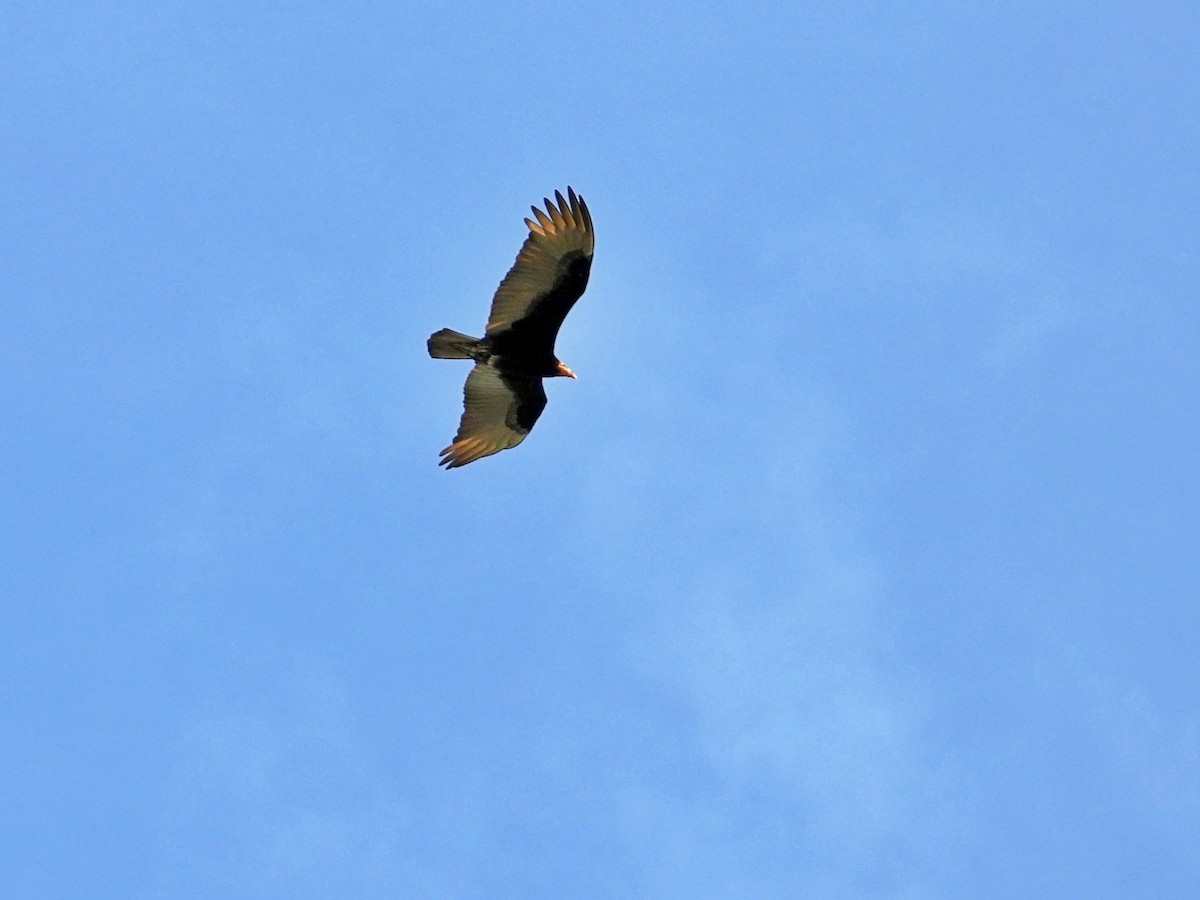 Lesser Yellow-headed Vulture - ML619343484