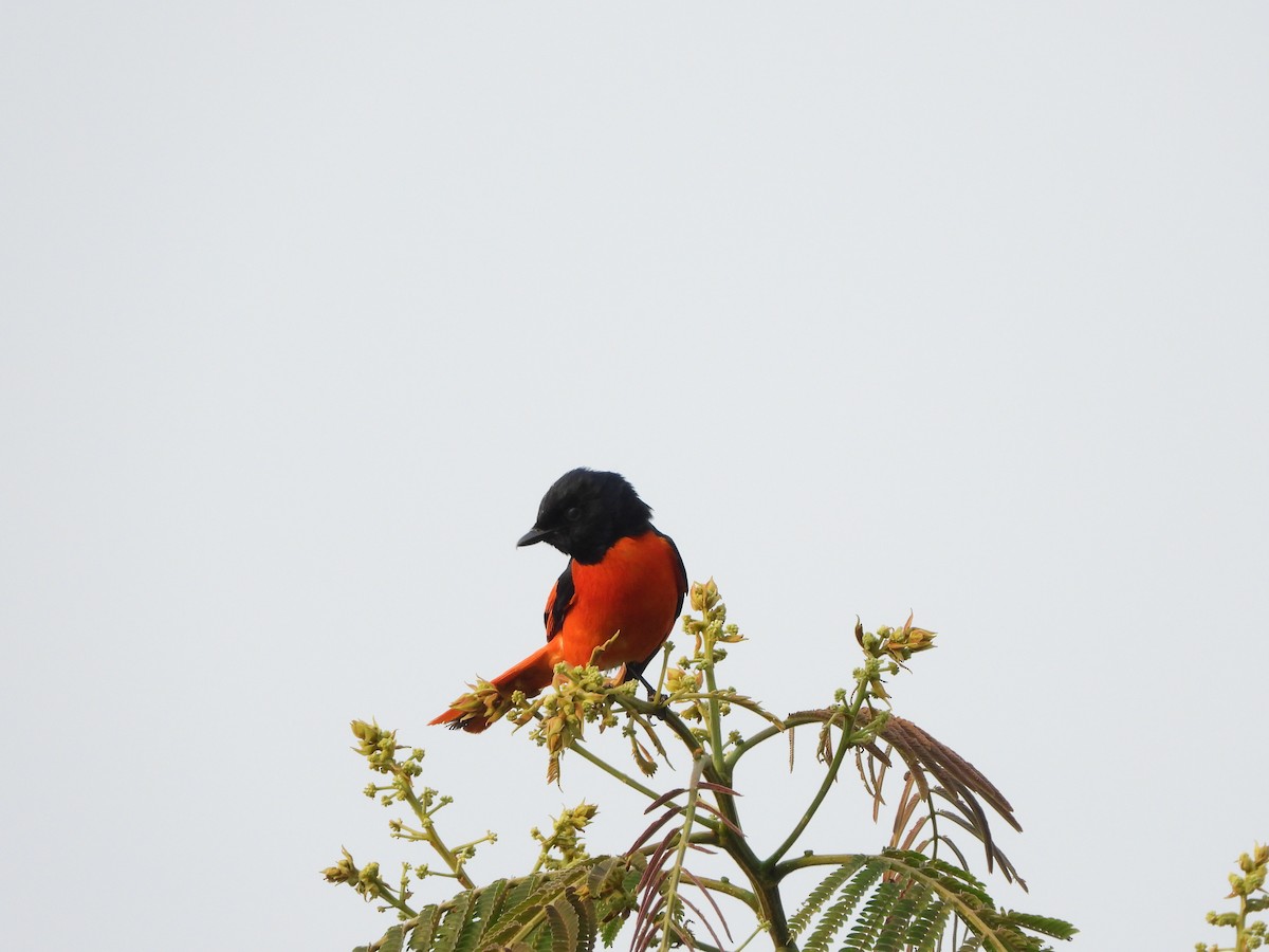 赤紅山椒鳥 - ML619343504