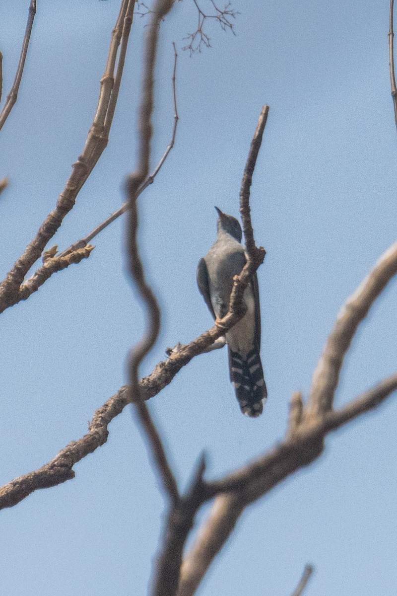 Gray-bellied Cuckoo - ML619343505