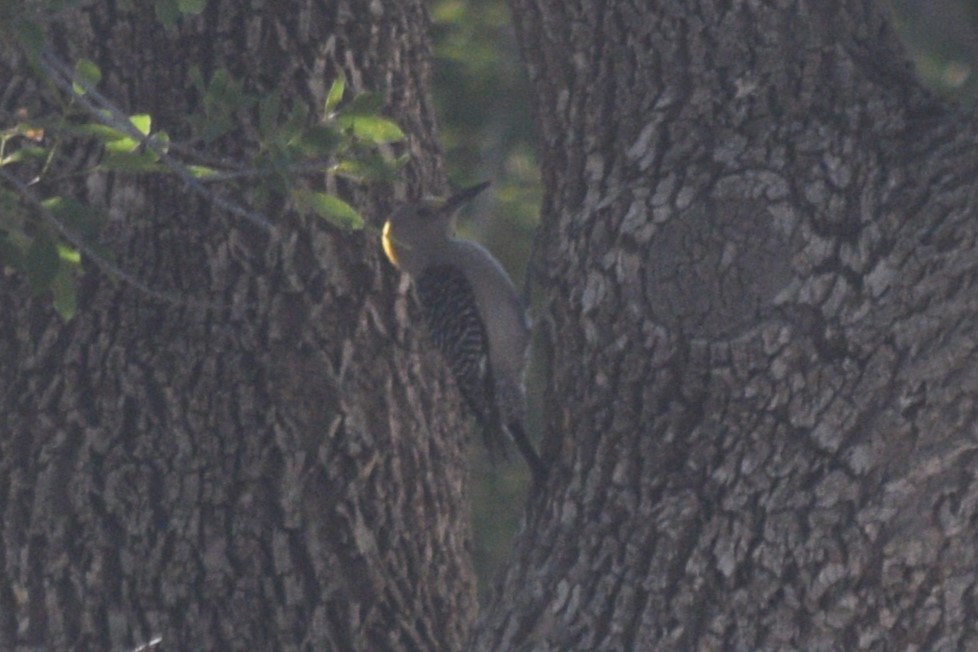 Golden-fronted Woodpecker (Northern) - ML619343506
