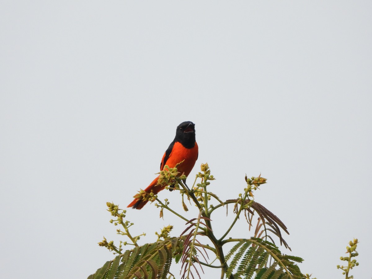赤紅山椒鳥 - ML619343525