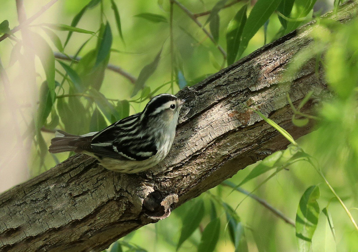 Black-and-white Warbler - ML619343536