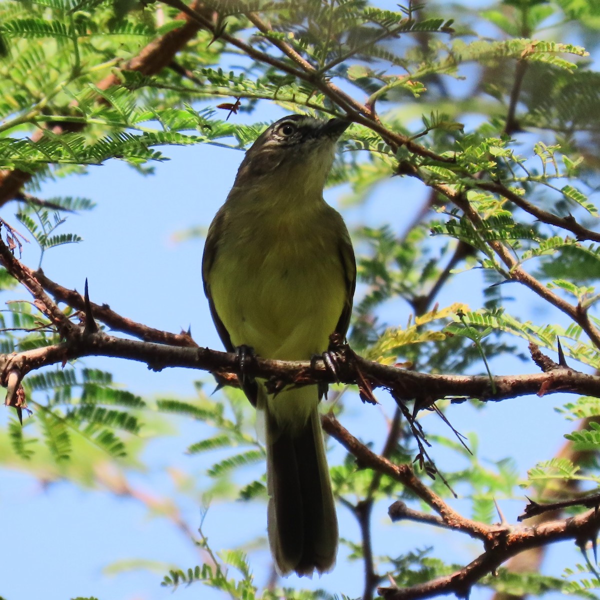 Pale-tipped Tyrannulet - ML619343563